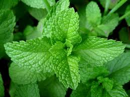 Peppermint oil (USA)