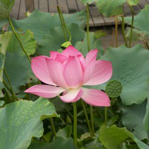 Pink Lotus Absolute (India)