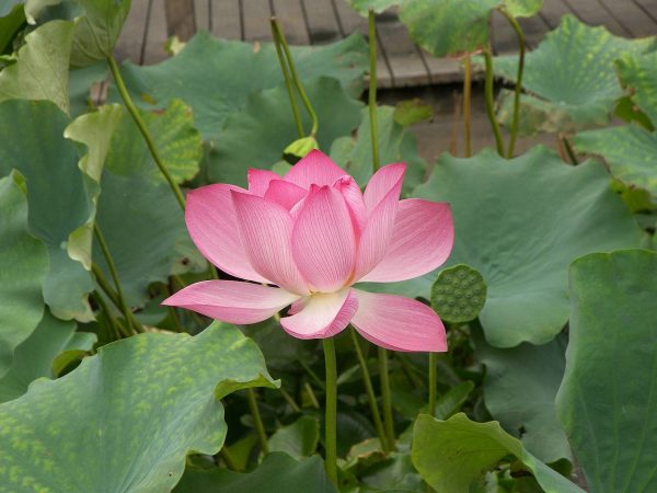 Pink Lotus Absolute (India)