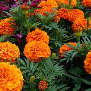 Tagetes Oil (India)