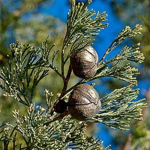 White Cypress Oil (Australia)