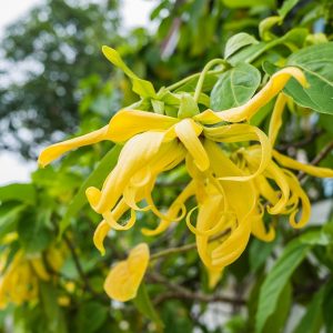 Ylang Ylang (Madagascar)