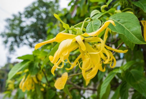 Ylang Ylang (Madagascar)